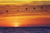 White Pelicans In Sunrise_36225